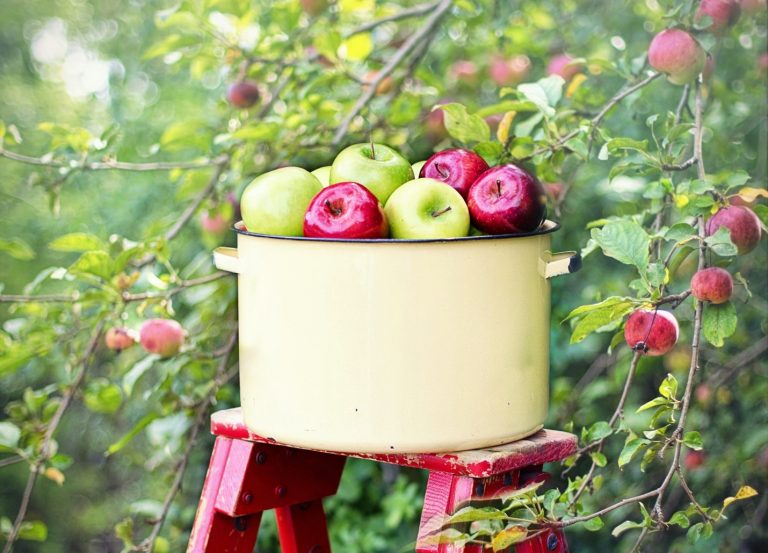A bunch of apples on a bucket in a garden.